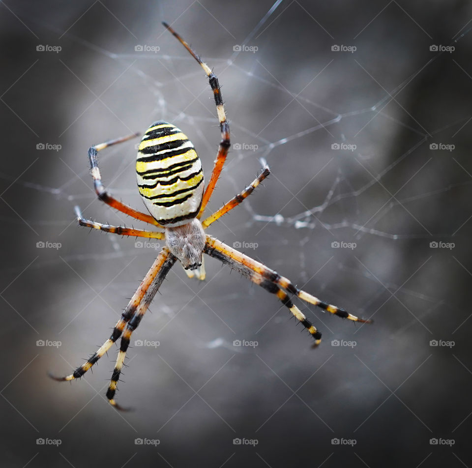 bright spider