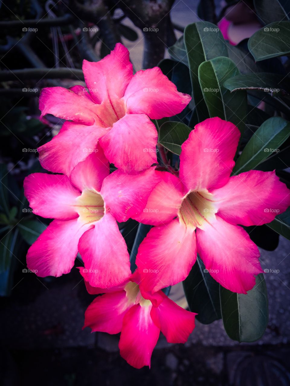 High angle view of flowers