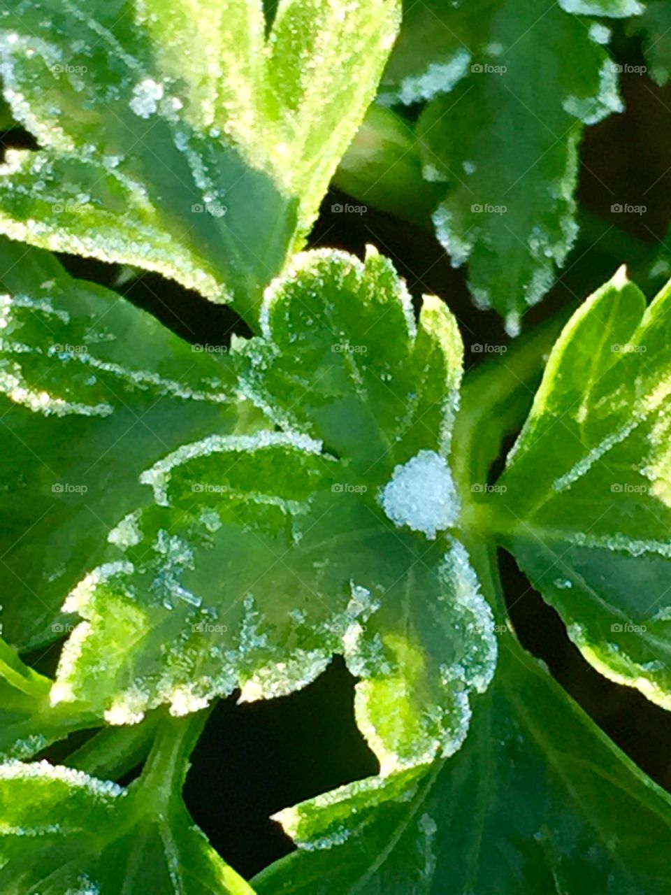 Frost on a parsley