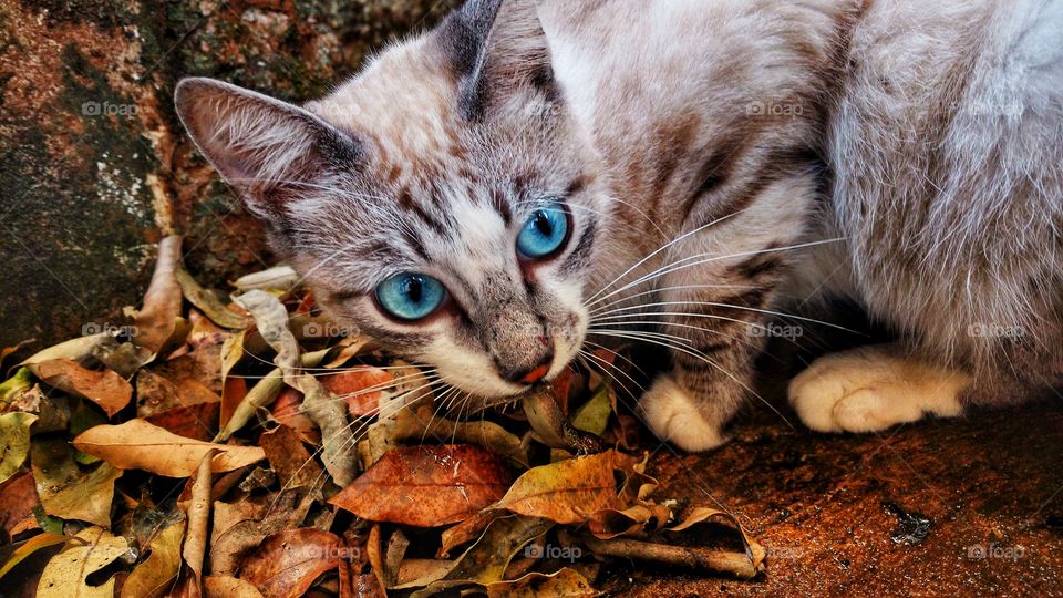 Veja o olhar desse gato com belos olhos nítidos azuis cimo aguas, e bigodes brancos comendo uma lagartixa e protegendo para que outro gato não roube a sua caça.