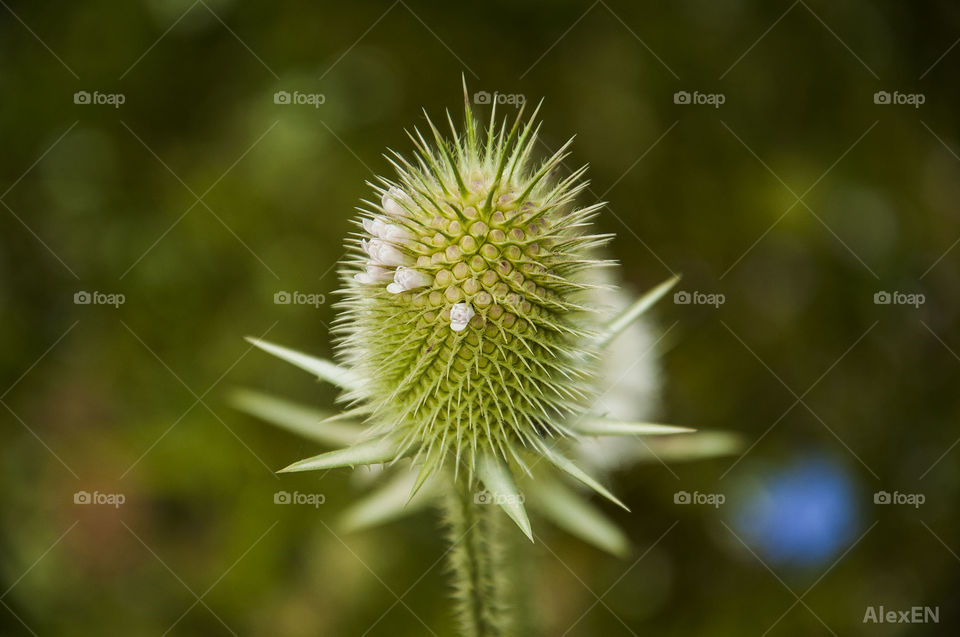 Plant closeup