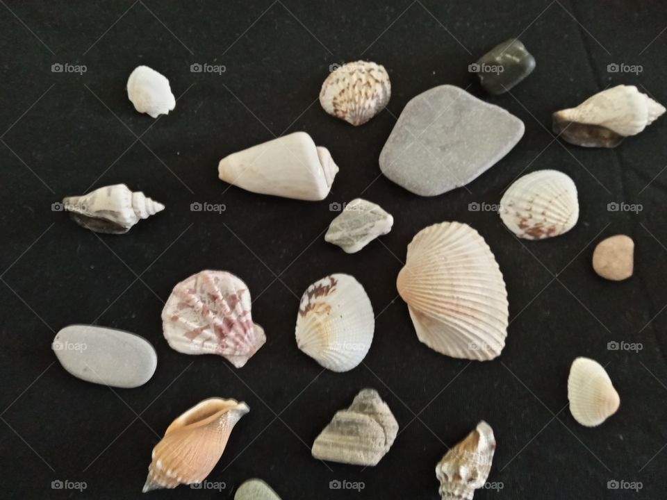 shells