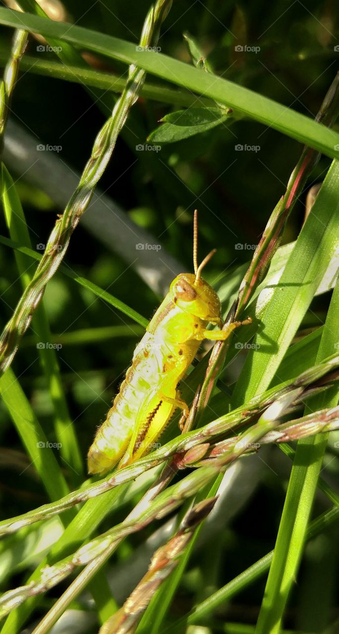 Up close with a yellow grasshopper