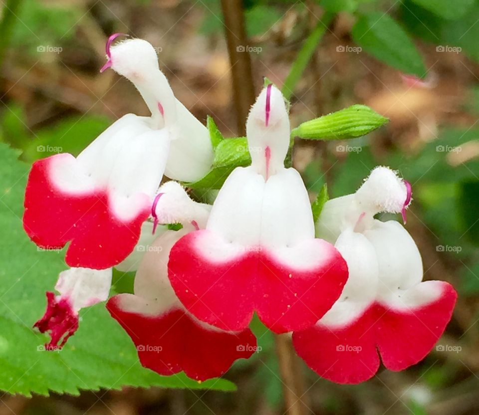 Baby Sage blooms