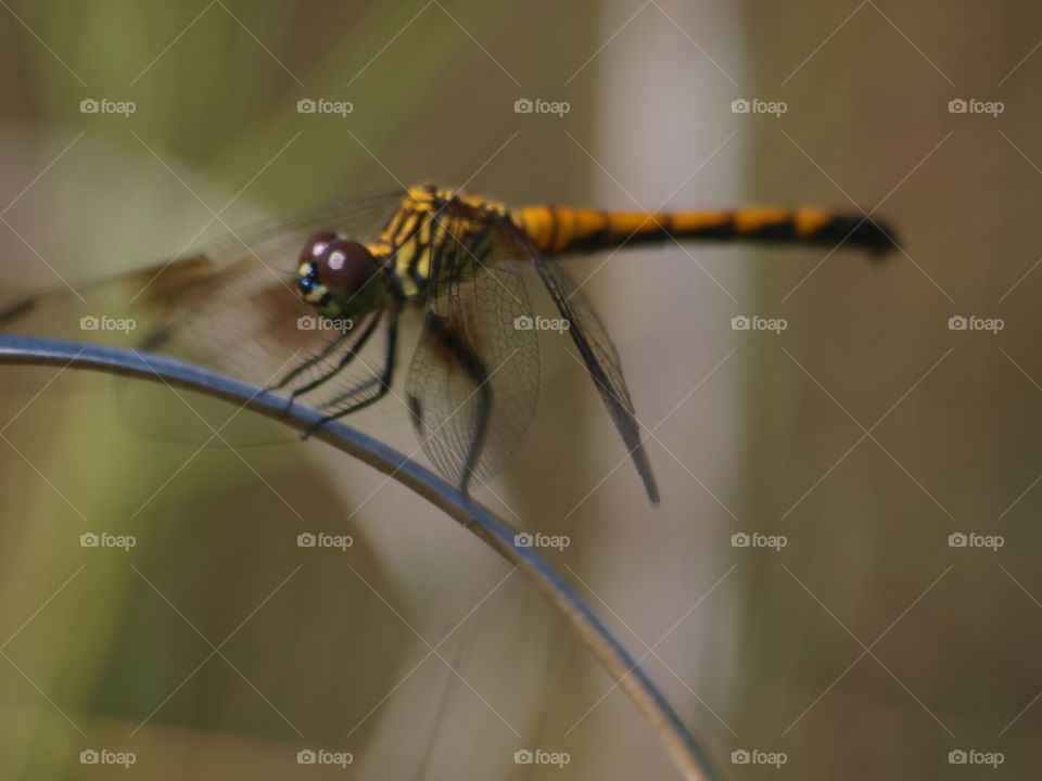 Closeup with a dragonfly