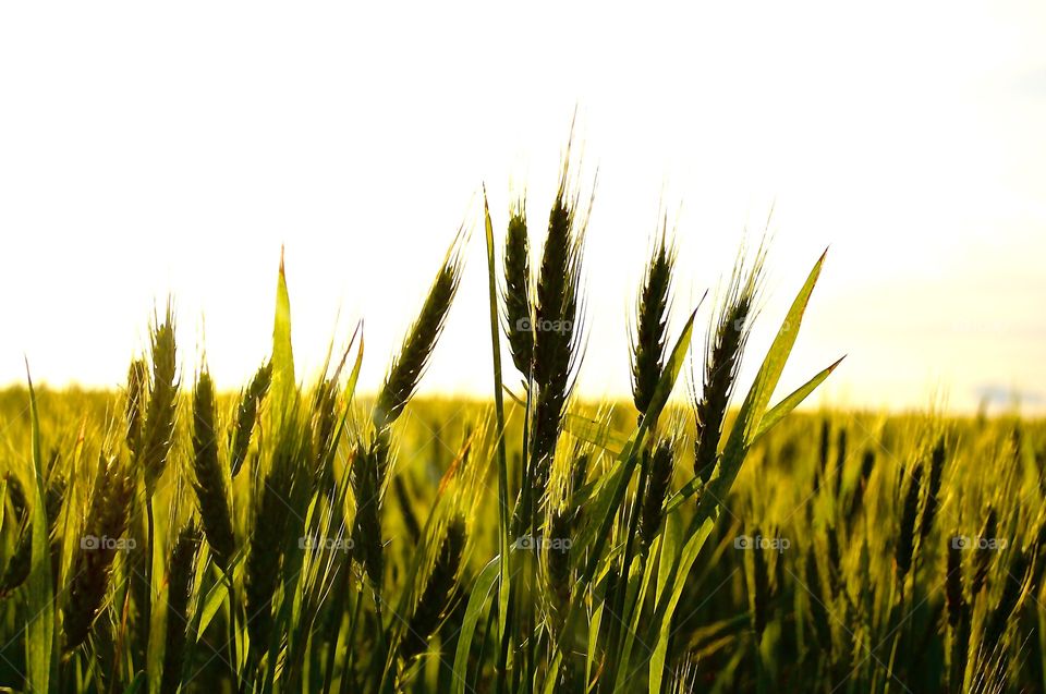 Wheat sound . Taking pics of a wheat field during the sunset