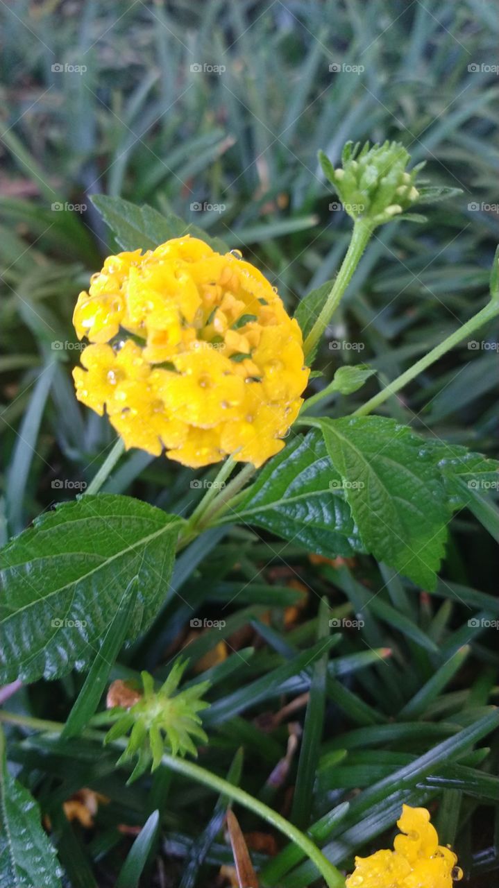 Flores lindas amarelas.