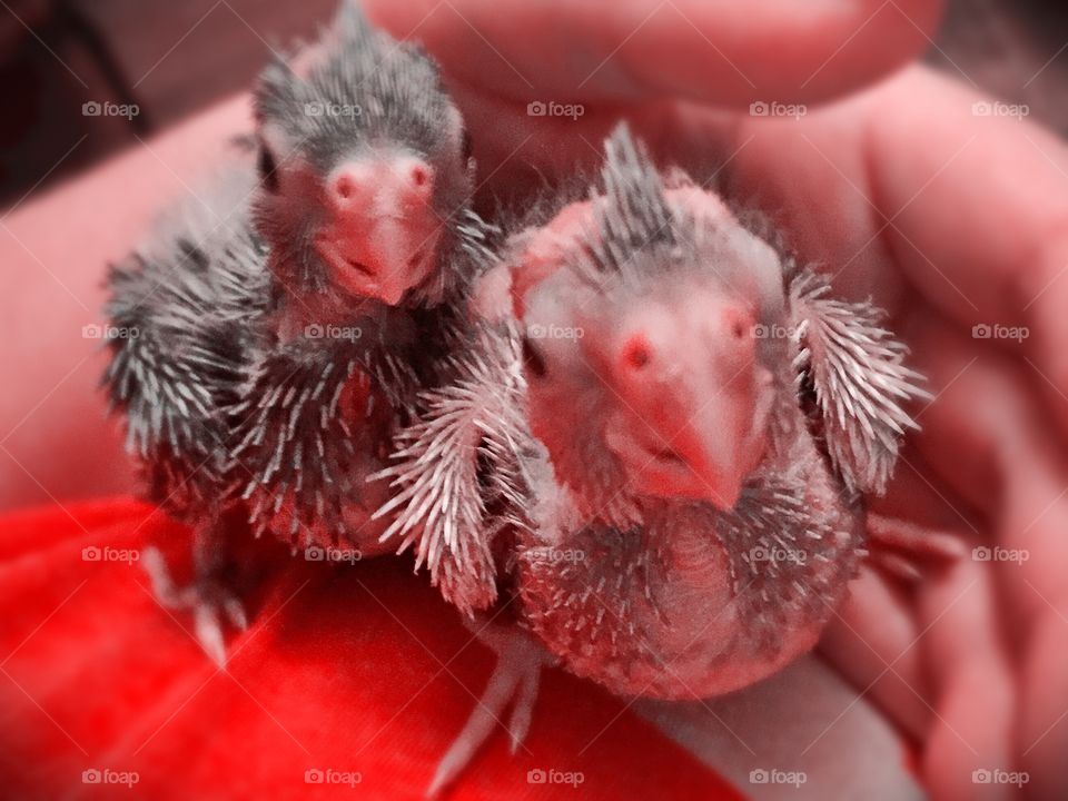 Baby cockatiels 