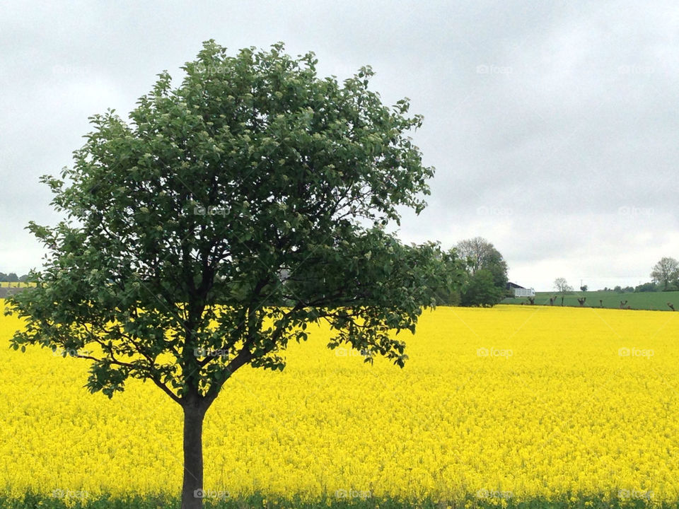 TREE, YELLOW FIELDS