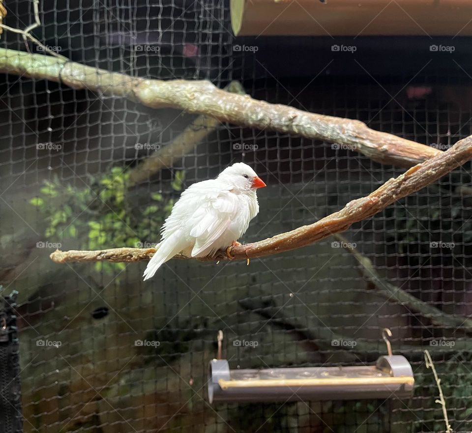 A majestic white parrot with piercing blue eyes sits calmly on a branch, radiating elegance and grace! 