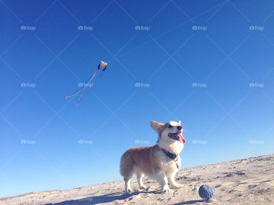 Wind Cries Corgi