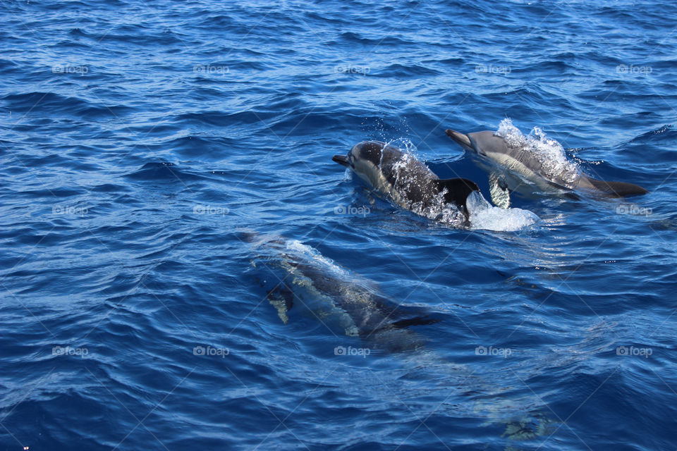 blue sea wildlife dolphin by ravanti