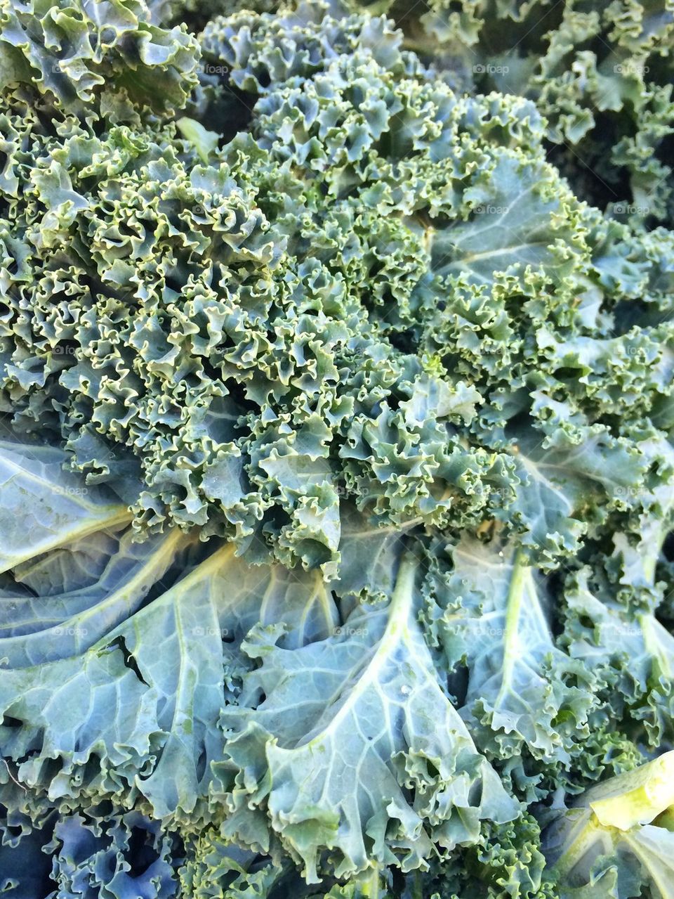 Kale