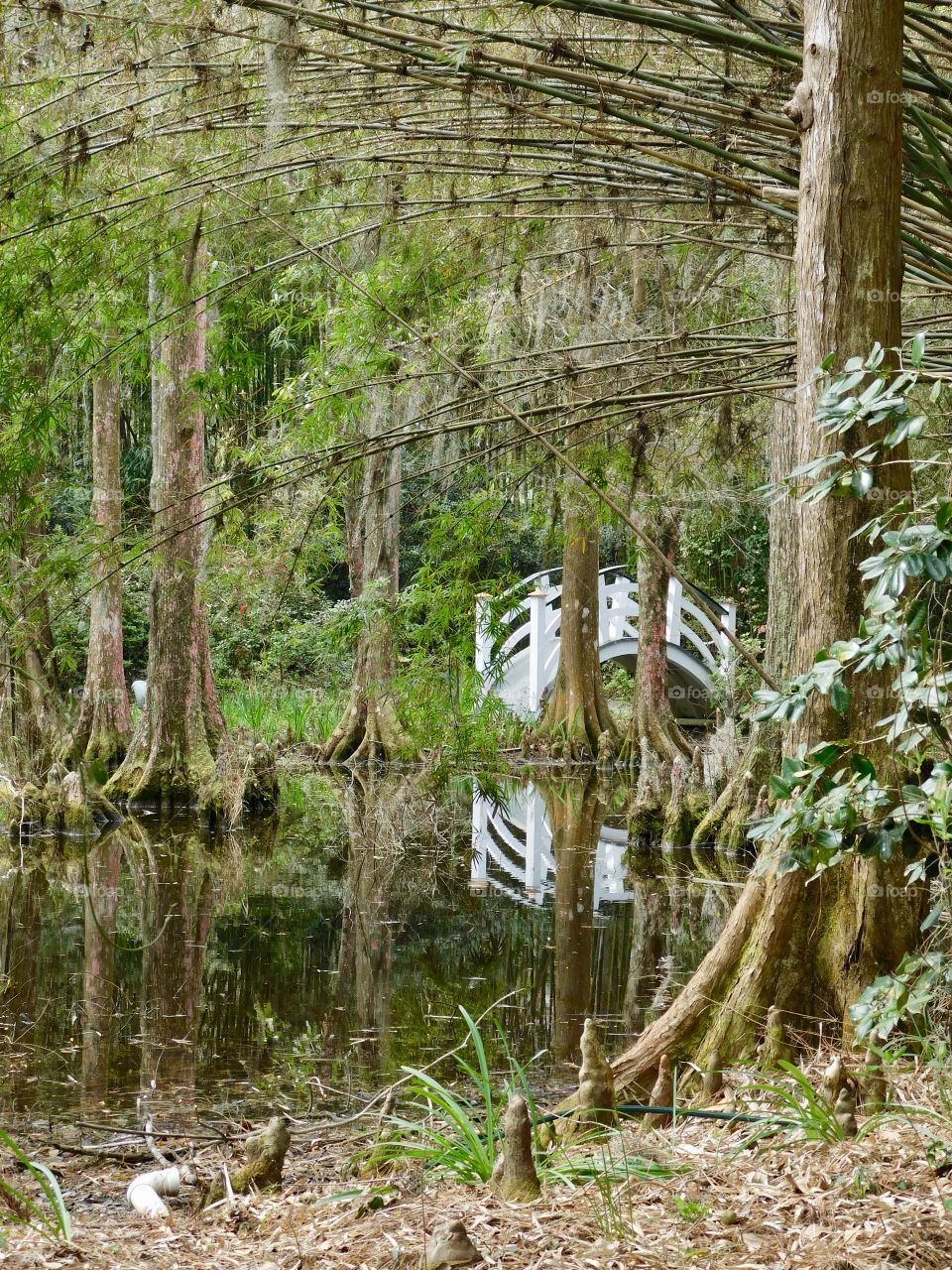 Cypress and Footbridge. One of many bridges scattered through the grounds at Magnolia Plantation.