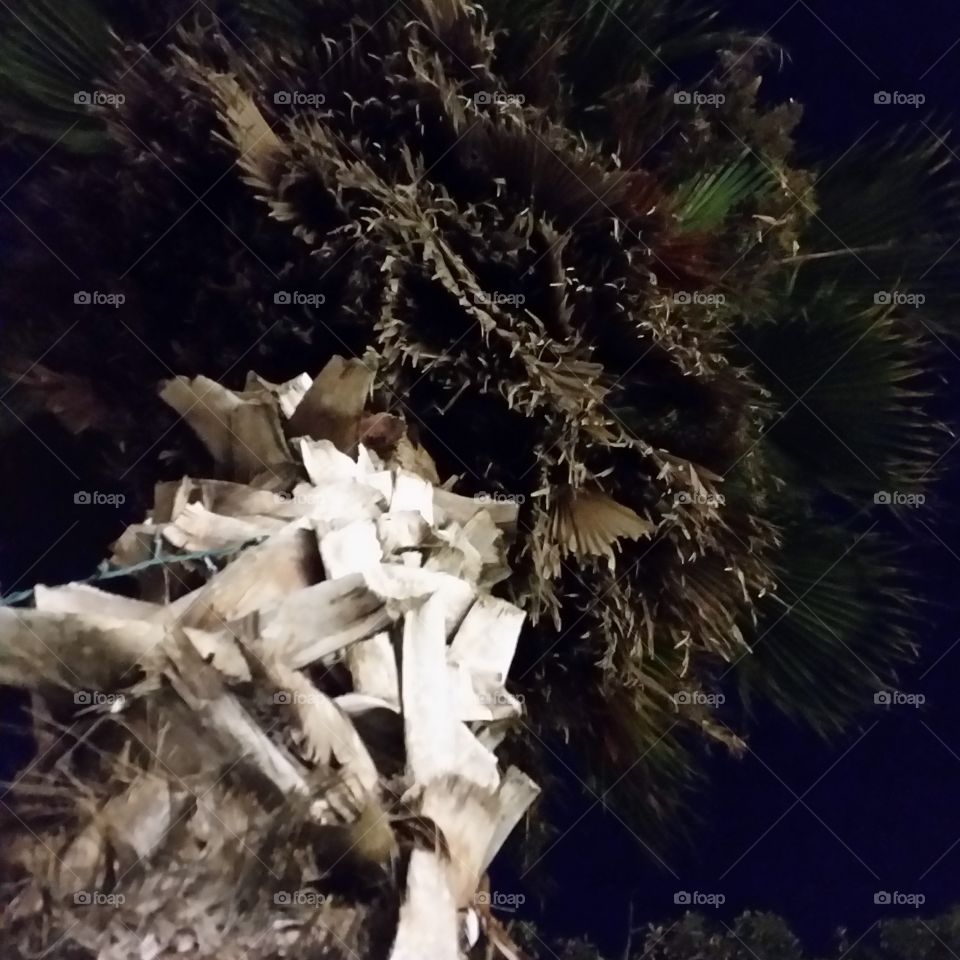 Carrabelle Palm