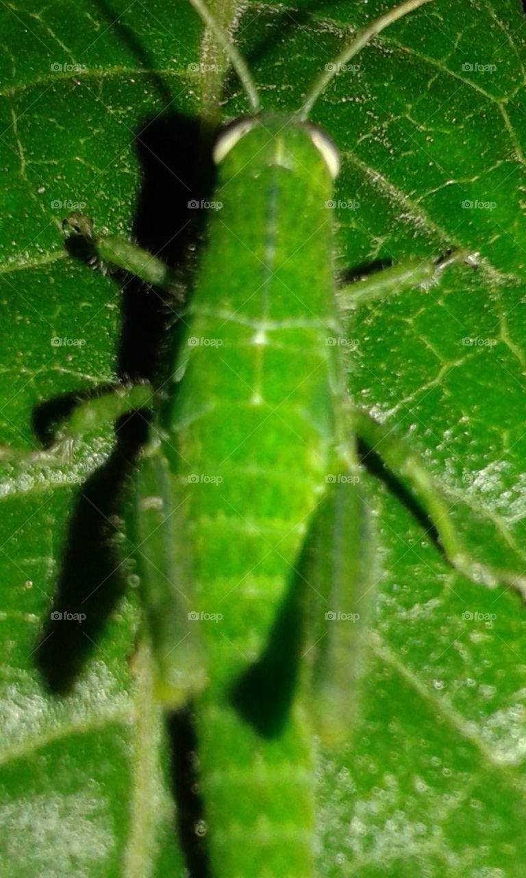Grasshopper
