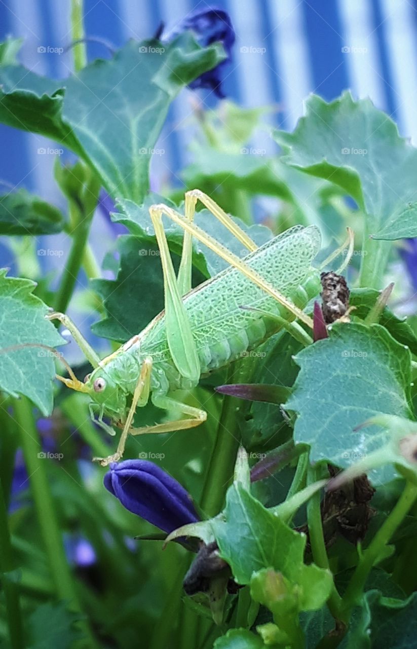 Grasshopper on my veranda...