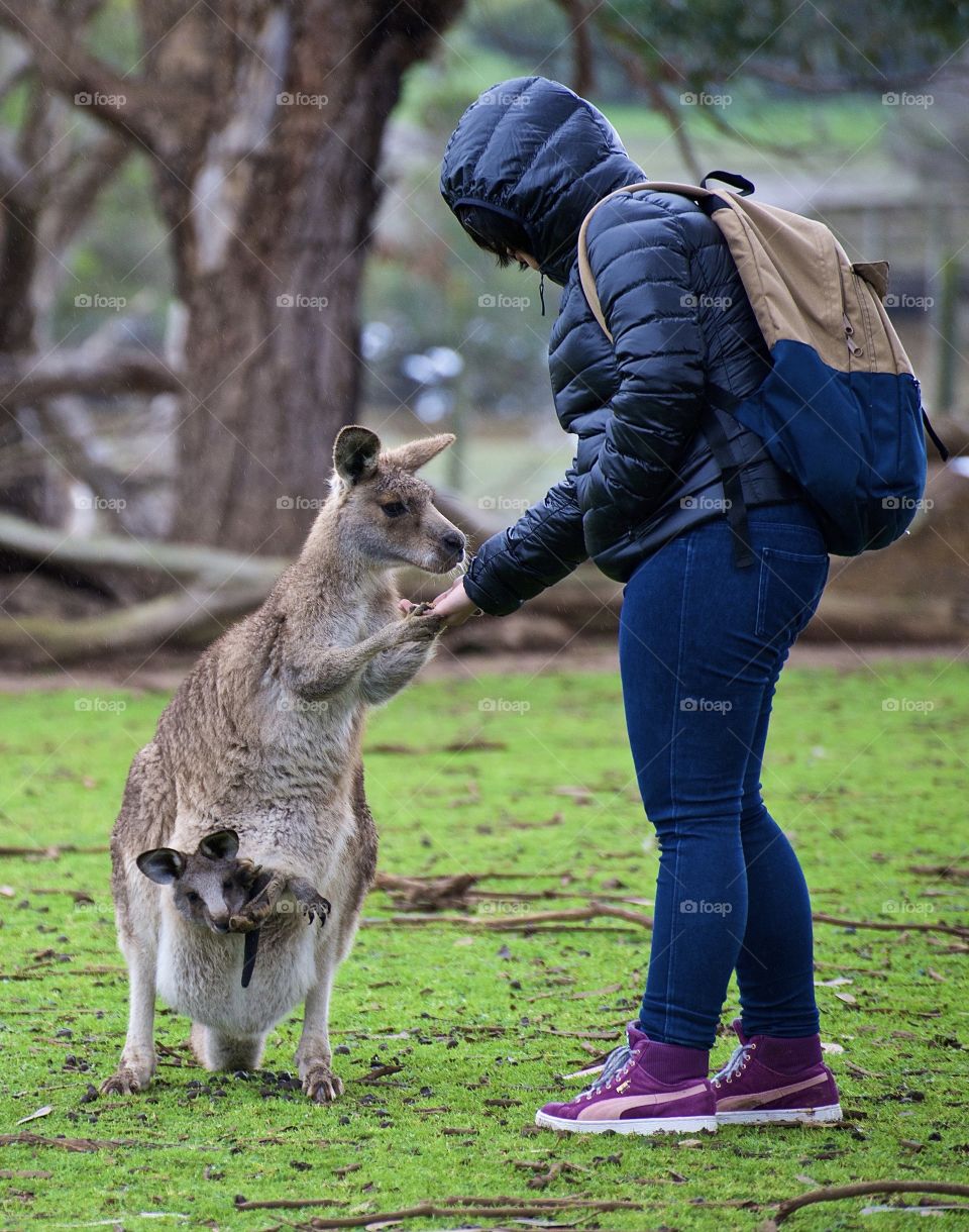 Demanding kangaroo with joey in pouch
