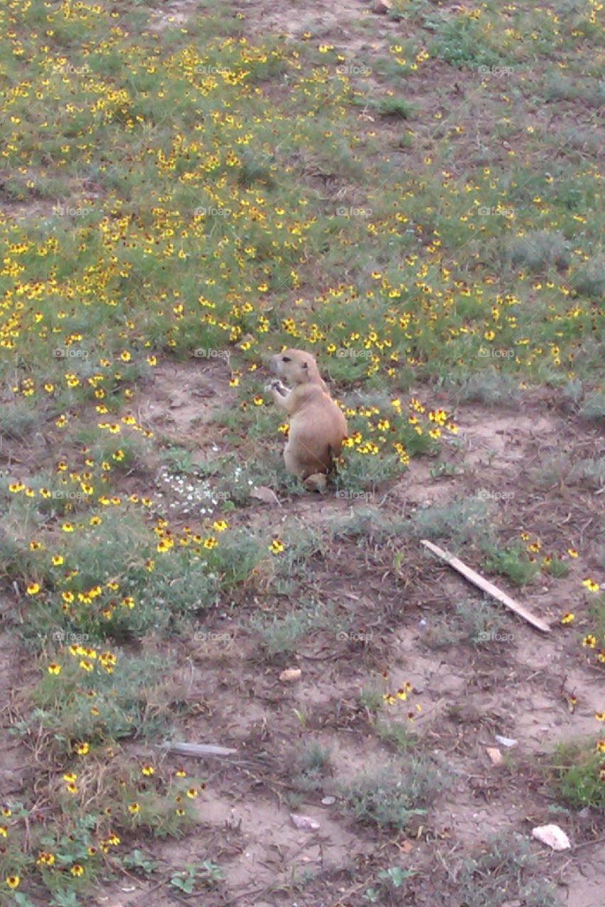 meerkat in a field. meerkat in a field