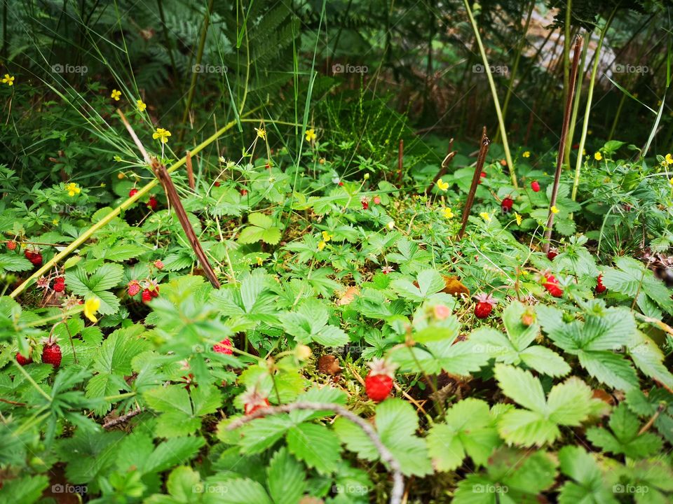 Strawberries hiding in the forrest