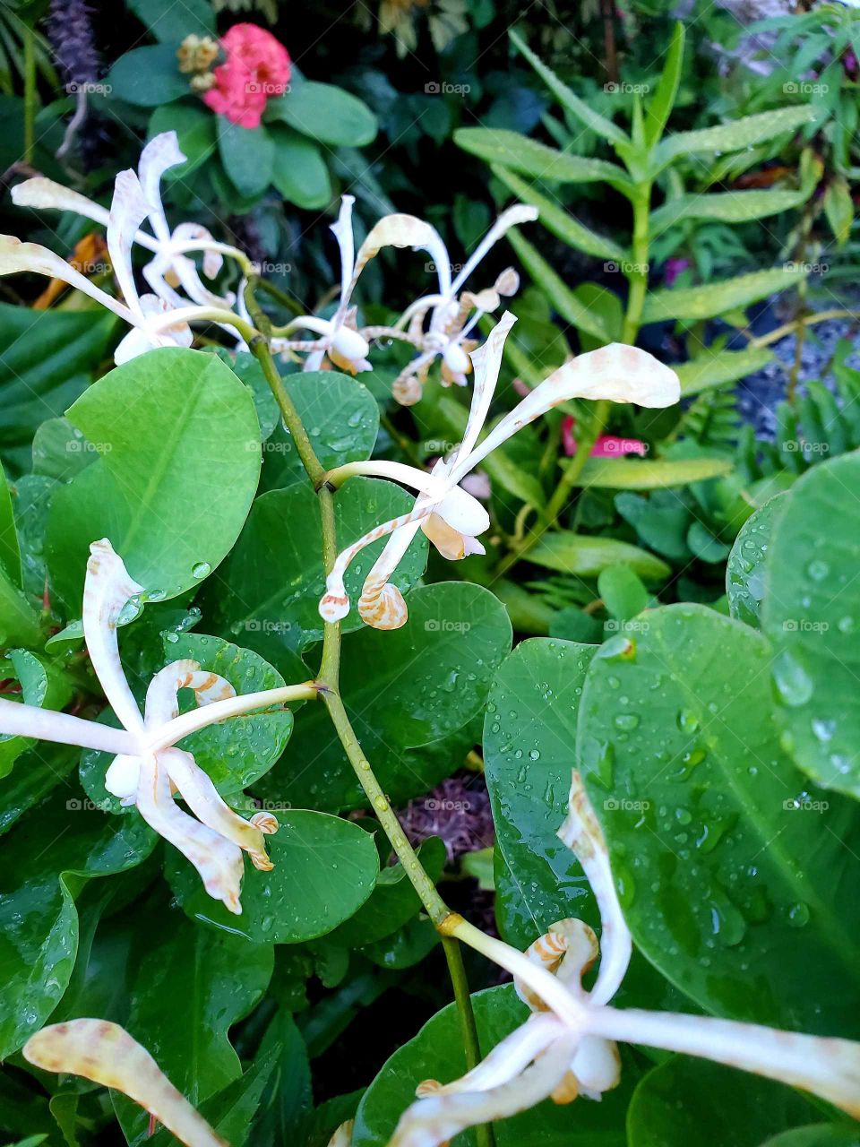 exotic orchid after rain