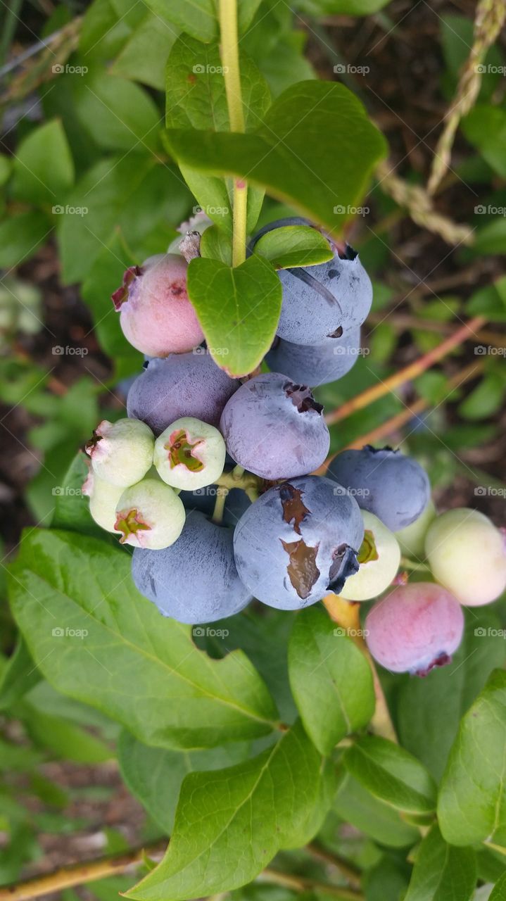 Blueberries hanging on tree