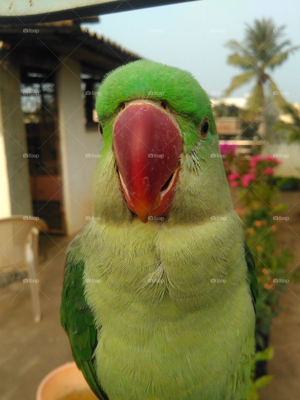 parrot