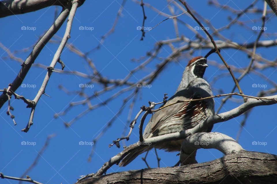 Quail in a Tree