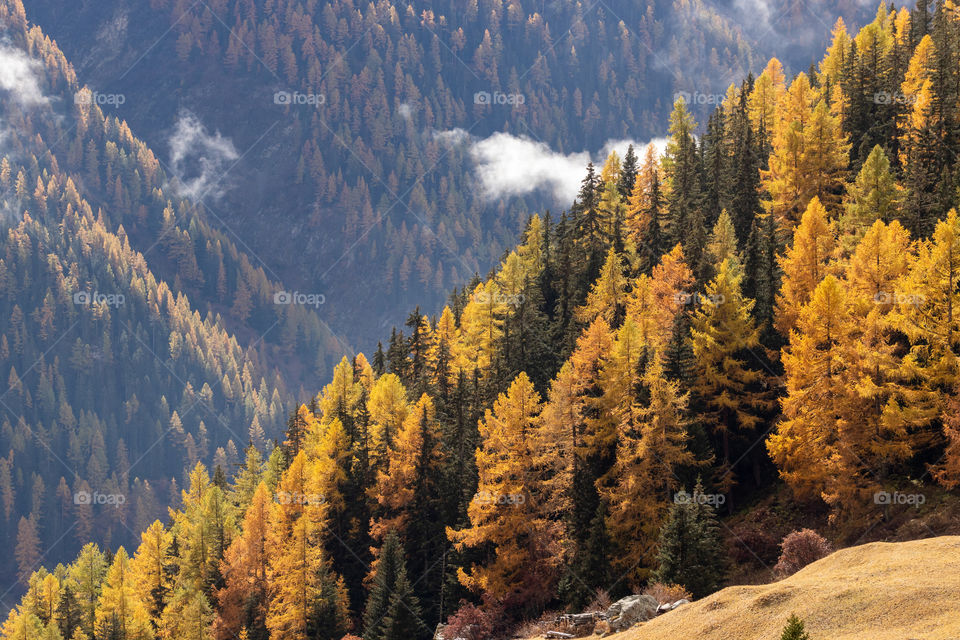 Beautiful autumn larch forest in loetschental.