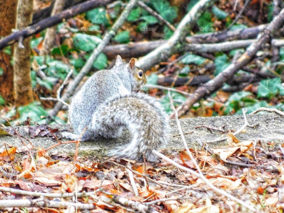 Backyard wildlife... 