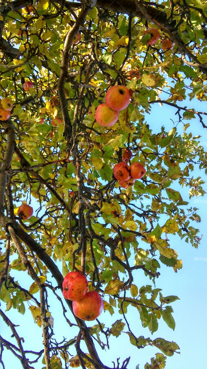 Fruit, Tree, Apple, No Person, Leaf