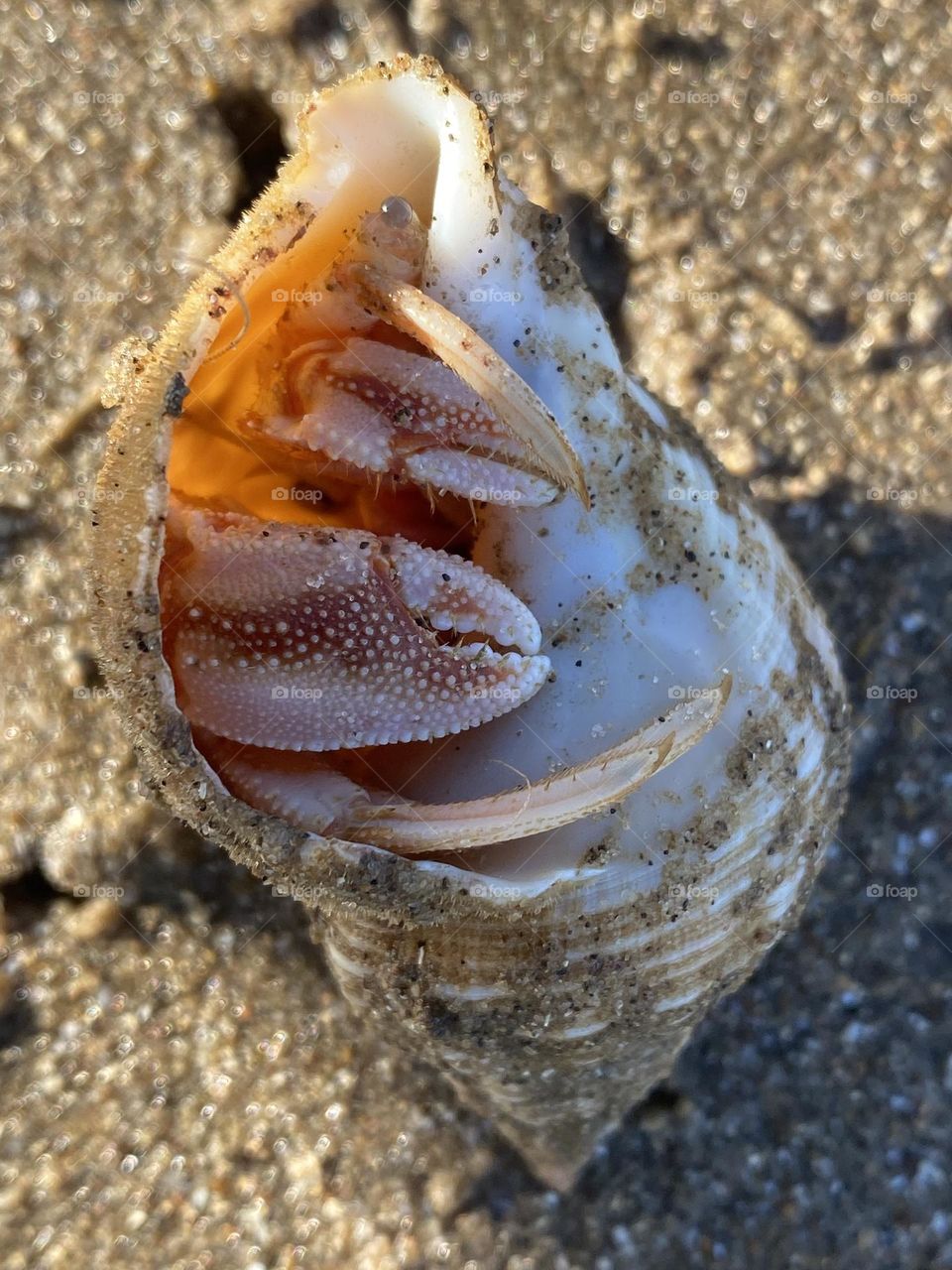 A crab in a shell