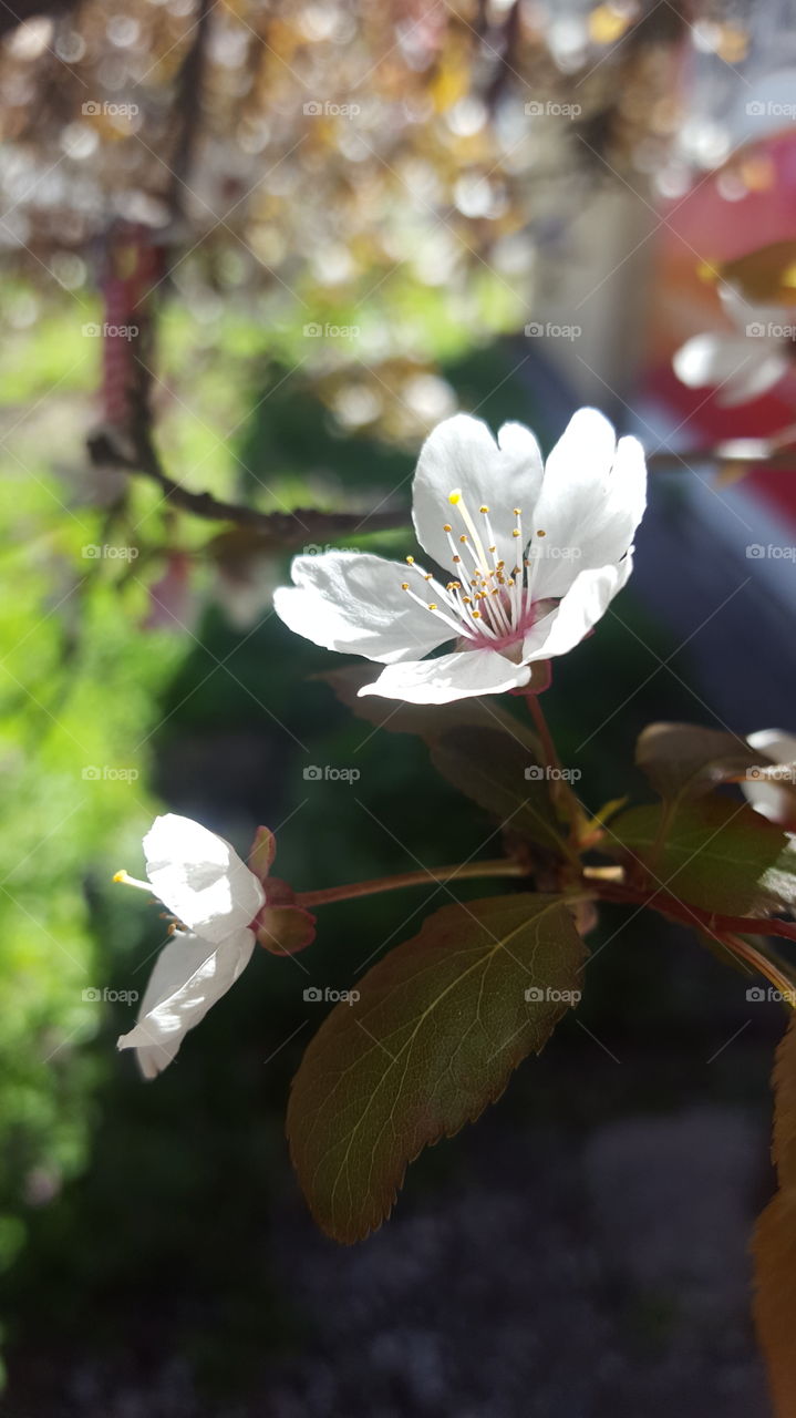 Blooming tree