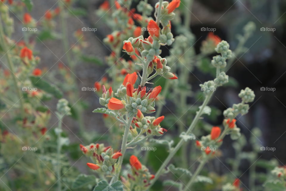 Red flowers 
