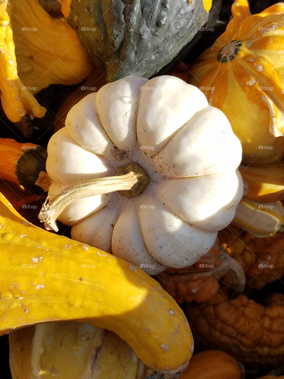 Mini Halloween Pumpkins