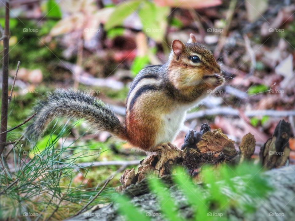 Chipmunk