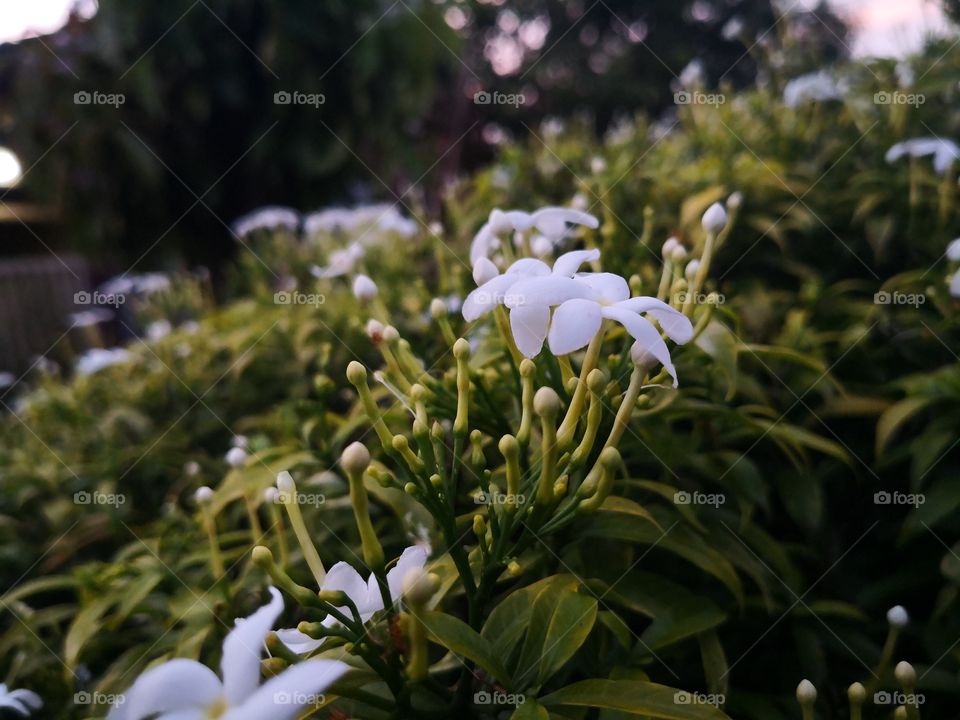 white flower