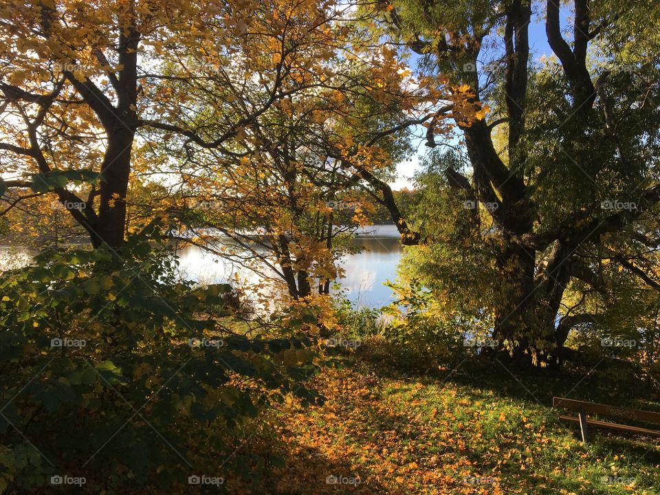 Trees in daylight pond on background