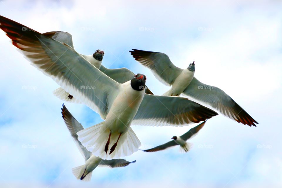 A flock of seagulls,  flying perfectly together in the air all in sync.