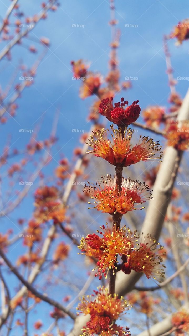 Maple Tree Blooming