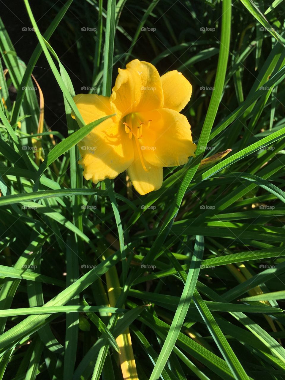 Yellow lily in summer