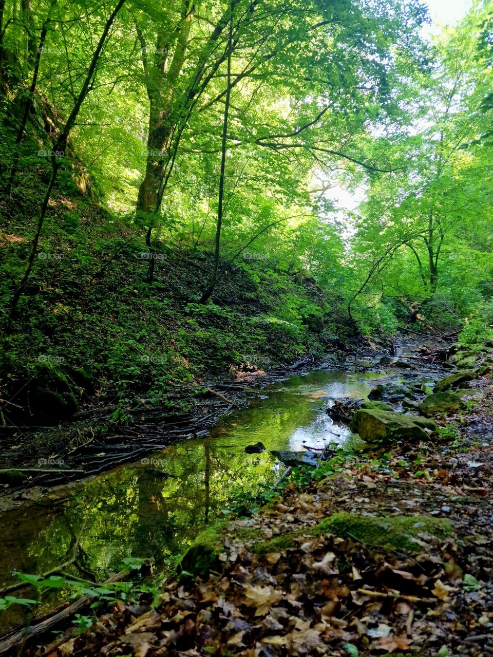 forest river