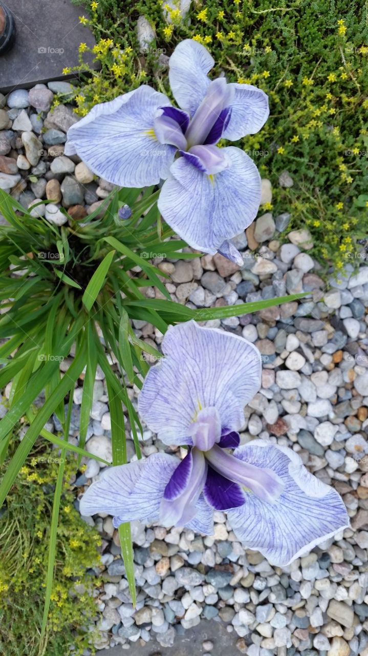 Summer Iris