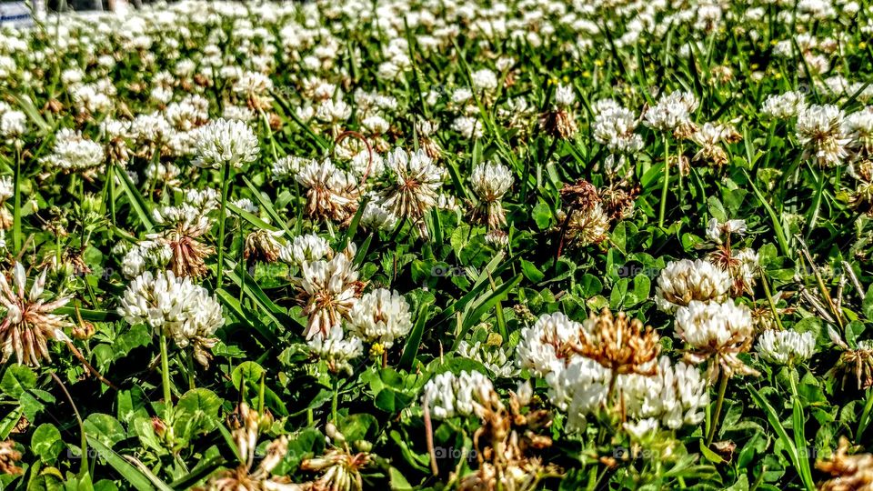 spring time clovers in the sun