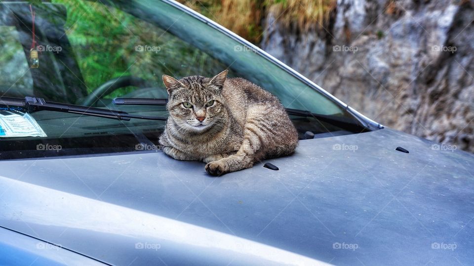 Cat on a hood