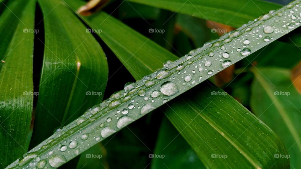 palm leaves