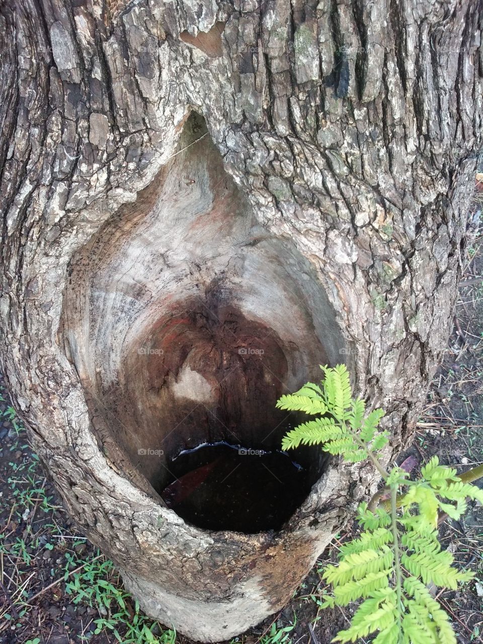 tree hole