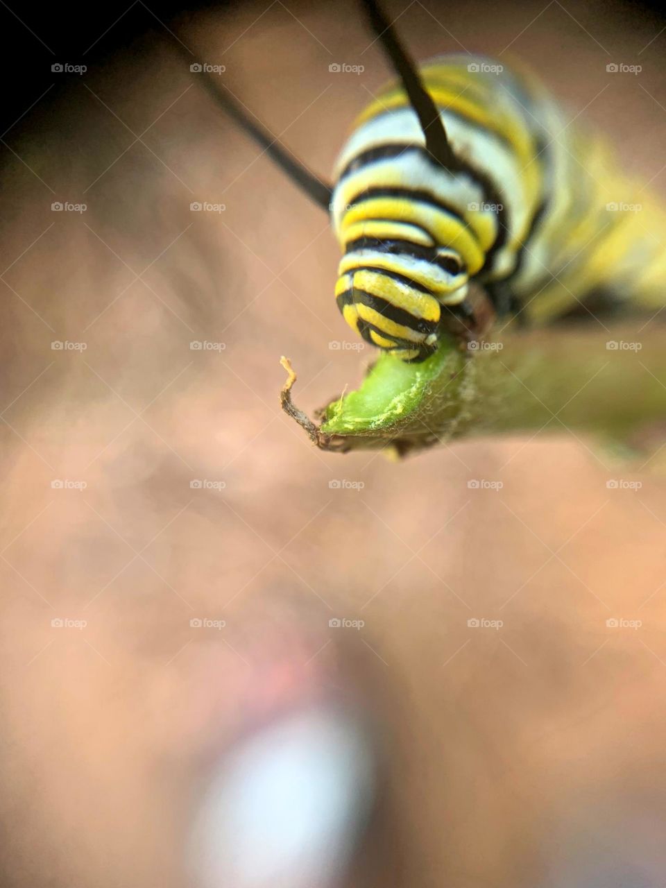 Best Macro Shot - Monarch Larvae feeding on milkweed - Milkweed is the only plant they eat. Monarch butterflies go through four stages during one life cycle and through four generations