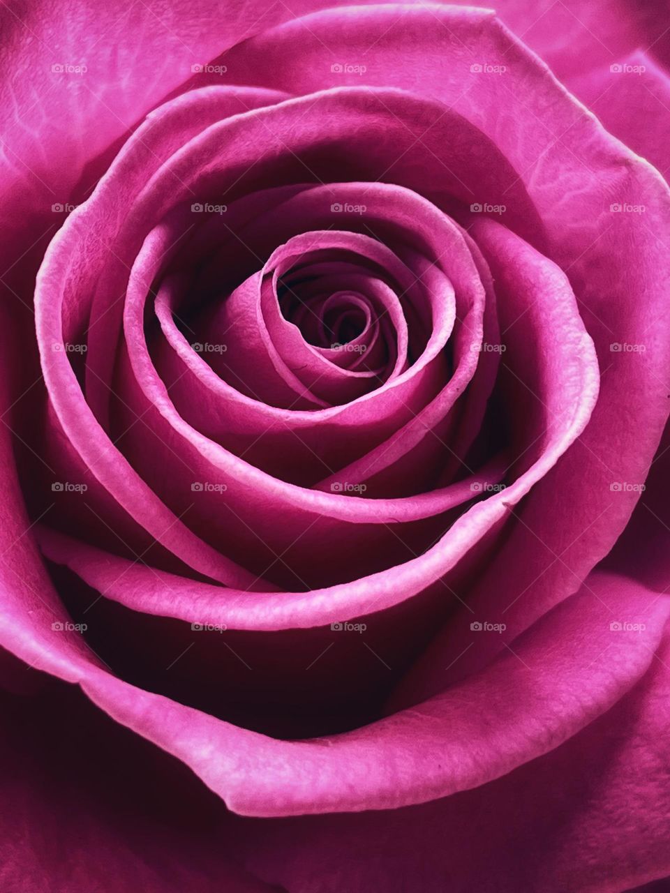 Pink rose 