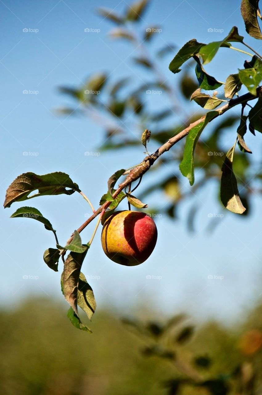 Apple a day